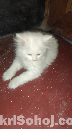 Pure Persian kitten